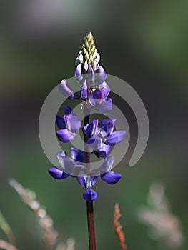 Close up of a purple lupine plant