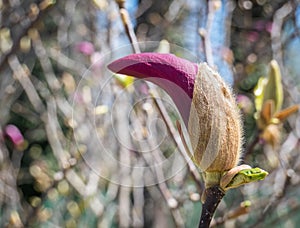 Close up with a purple magnolia bud in the spring