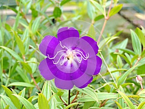 Close-up of Purple Malabar Melastome flowers blooming in Blossom Hydel Park, Kerala, India