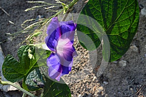 Close-up of a Purple Morning Glory Flower, Ipomoea Purpurea, Nature, Macro