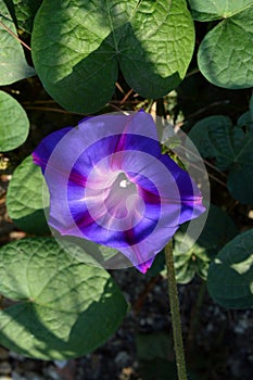 Close-up of a Purple Morning Glory Flower, Ipomoea Purpurea, Nature, Macro