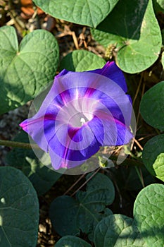 Close-up of a Purple Morning Glory Flower, Ipomoea Purpurea, Nature, Macro