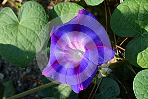 Close-up of a Purple Morning Glory Flower, Ipomoea Purpurea, Nature, Macro