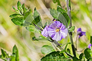 Close up of Purple nightshade Solanum xanti flower, California