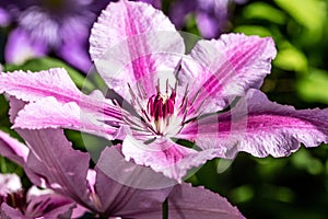 Close-up, purple Oh La La clematis flowers and pistils photo