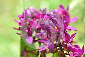 Close-up of a Purple Orchid Flower with Green Leaves