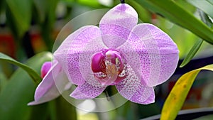 Close Up of Purple Orchid Flower With Water Drops