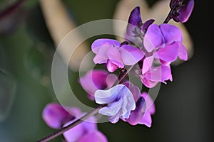 Purple orchid flowers on branch