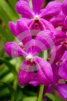 Close up of Purple Orchid With WaterDrop