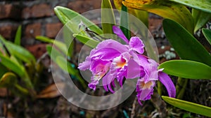 Close up of purple orchids