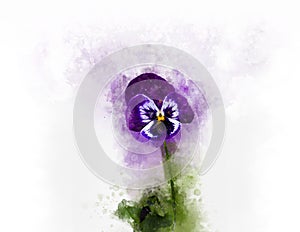 Close-up of purple pansy flower in watercolor. Botanical illustration for greeting card