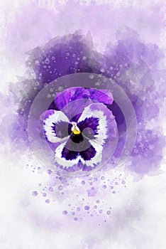 Close-up of purple pansy flower in watercolor. Botanical illustration for greeting card