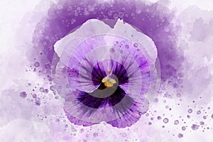 Close-up of purple pansy flower in watercolor. Botanical illustration for greeting card