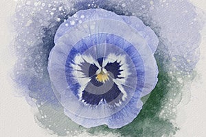Close-up of purple pansy flower in watercolor. Botanical illustration for greeting card