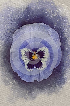 Close-up of a purple pansy flower in watercolor. Botanical illustration for greeting card