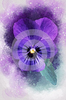 Close-up of a purple pansy flower in watercolor. Botanical illustration for greeting card