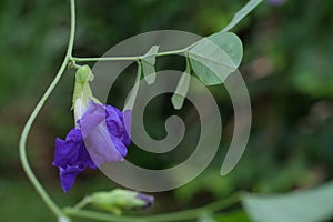 Close up purple pea flower blooming On a soft background.