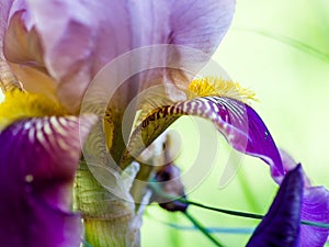 Close-up of a purple petal and yellow stamens of a bearded iris flower