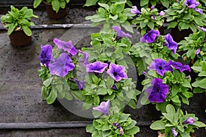 Close up of purple petunias in pots blooming. Growing petunias in a greenhouse