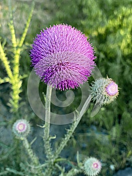 Close-up of purple pink, cirsium vulgare flower, the spear thistle