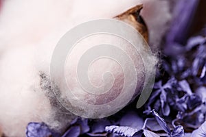 Close-up of purple and pink dried flowers. Macrophotography. Abstract texture. Cotton flowers. Flower arrangement with purple flow