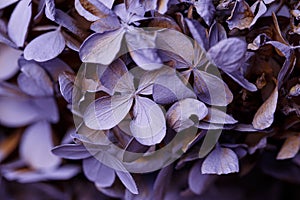 Close-up of purple and pink dried flowers. Macrophotography. Abstract texture. Cotton flowers. Flower arrangement with purple flow