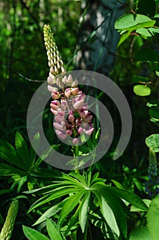 A close up of purple-pink flower of Lupinus polyphyllus the large-leaved, big-leaved or many-leaved lupine in the forest