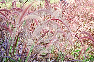 Purple or pink fountain grass field  , natue background photo