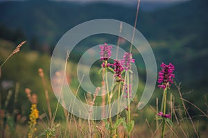 Close up of purple pink medicinal herbs flowers in the mountain field