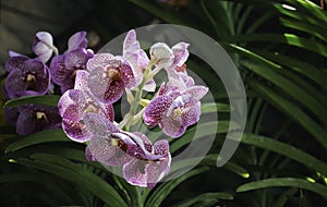 Close up purple-pink orchids  beautiful in garden