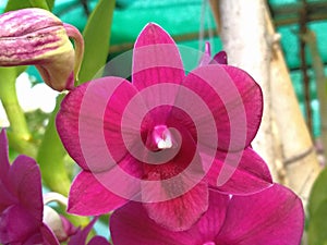 Close up, Purple pink orchids flowers bloom on tree blurred background, phalaenopsis flower garden, selective focus, plants