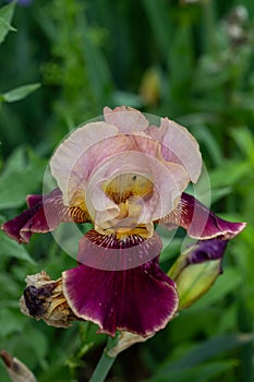 Close up of a purple, pink and white bearded iris in Texas
