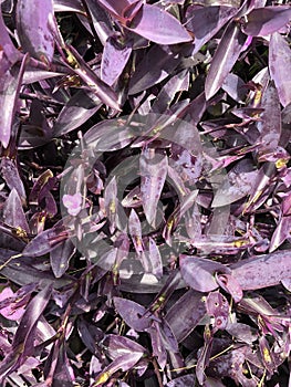 Close up of purple plant