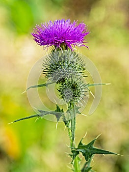 Close up of a Purple Plume Thistle