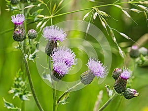 Close up of purple plume thistle flowers in a meadow