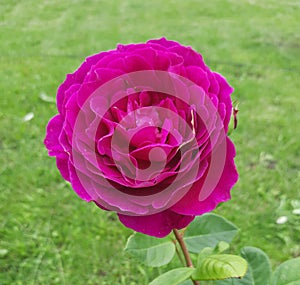 Close-up of a purple rose against a dark green background