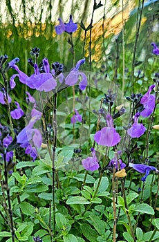Close up of purple Sage or Salvia flowers