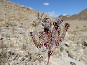Close Up Purple Scorpion Weed Arizona Desert Wildflower in Spring