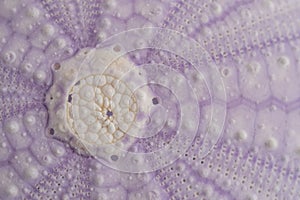 Close-Up of Purple Sea Urchin Shell