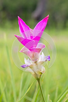 Close up of purple sessilis bouquet or Siam Tulip Bloom in the rainy season