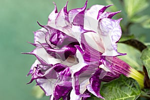 Close-up of Purple Southern Belle Angel\'s Trumpet Flower on Green Background