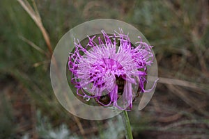 Close up of a purple spear thistle.