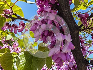 Close-up of purple spring blossom of Eastern Redbud, or Eastern Redbud Cercis canadensis n sunny day. Selective focus.