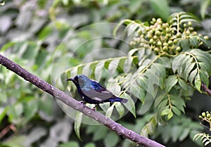 Close-up of purple sunbirds (Cinnyris asiaticus) perching on tree in Jnu Campus, New Delhi, India