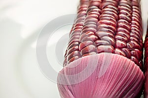Close up purple sweet corn, beautiful grain for healthy.