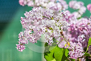 Close-up for purple Syringa vulgaris flowers