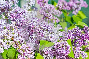 Close-up for purple Syringa vulgaris flowers