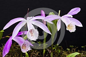 Close-up purple Taiwan Pleione with the natural background