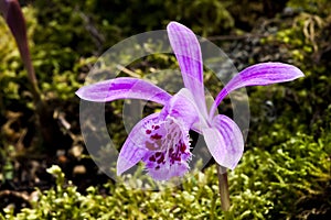 Close-up purple Taiwan Pleione with the natural background