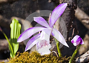 Close-up purple Taiwan Pleione with the natural background